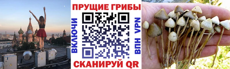Псилоцибиновые грибы GOLDEN TEACHER  mega ТОР  Анадырь 